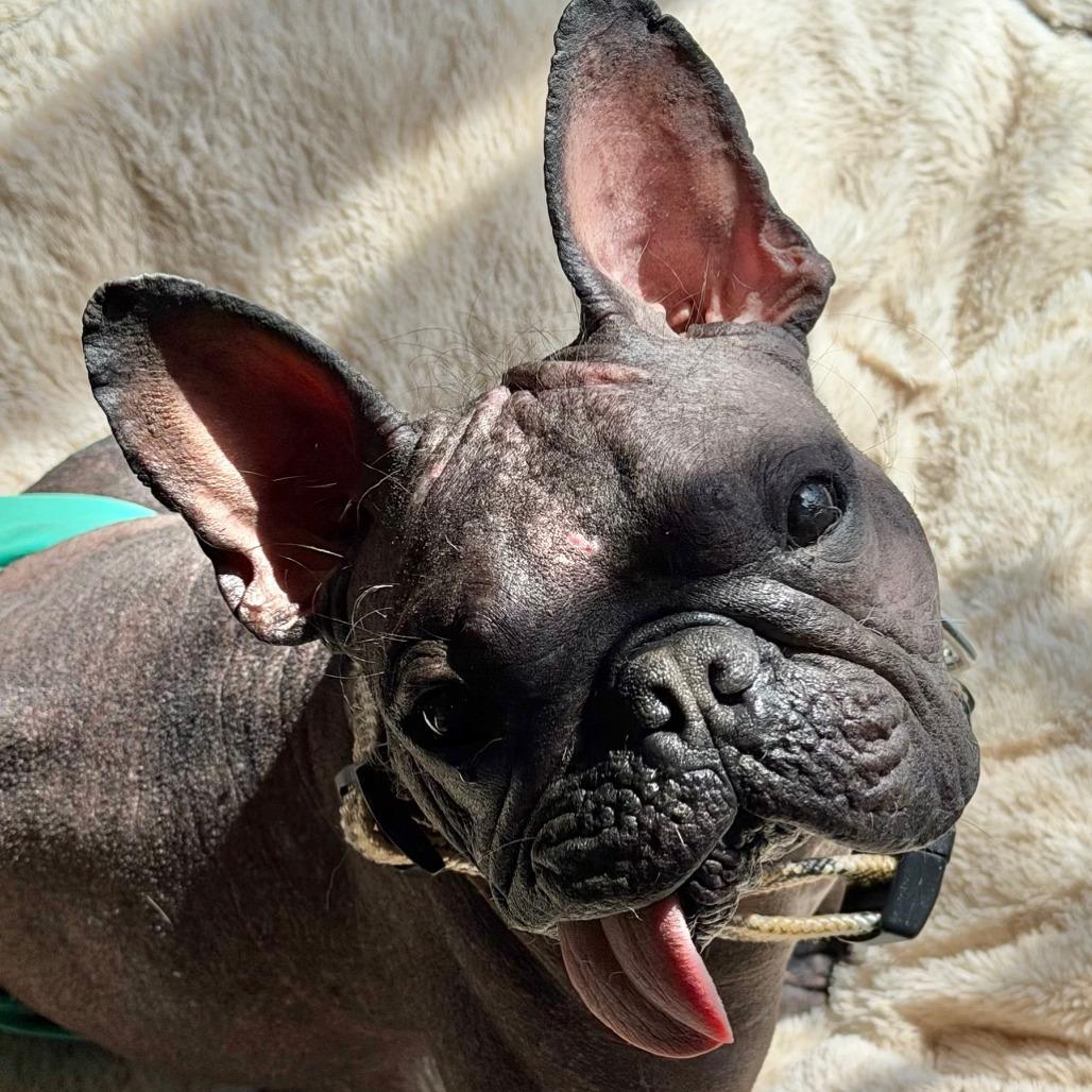 Enlarge Nuudle, a Adoptable mixed breed in Cincinnati, OH image 4/5