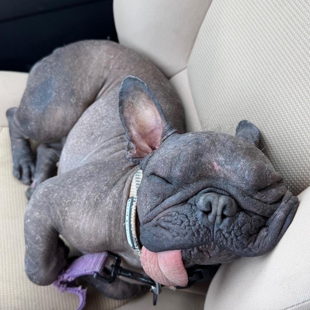 Enlarge Nuudle, a Adoptable mixed breed in Cincinnati, OH image 5/5