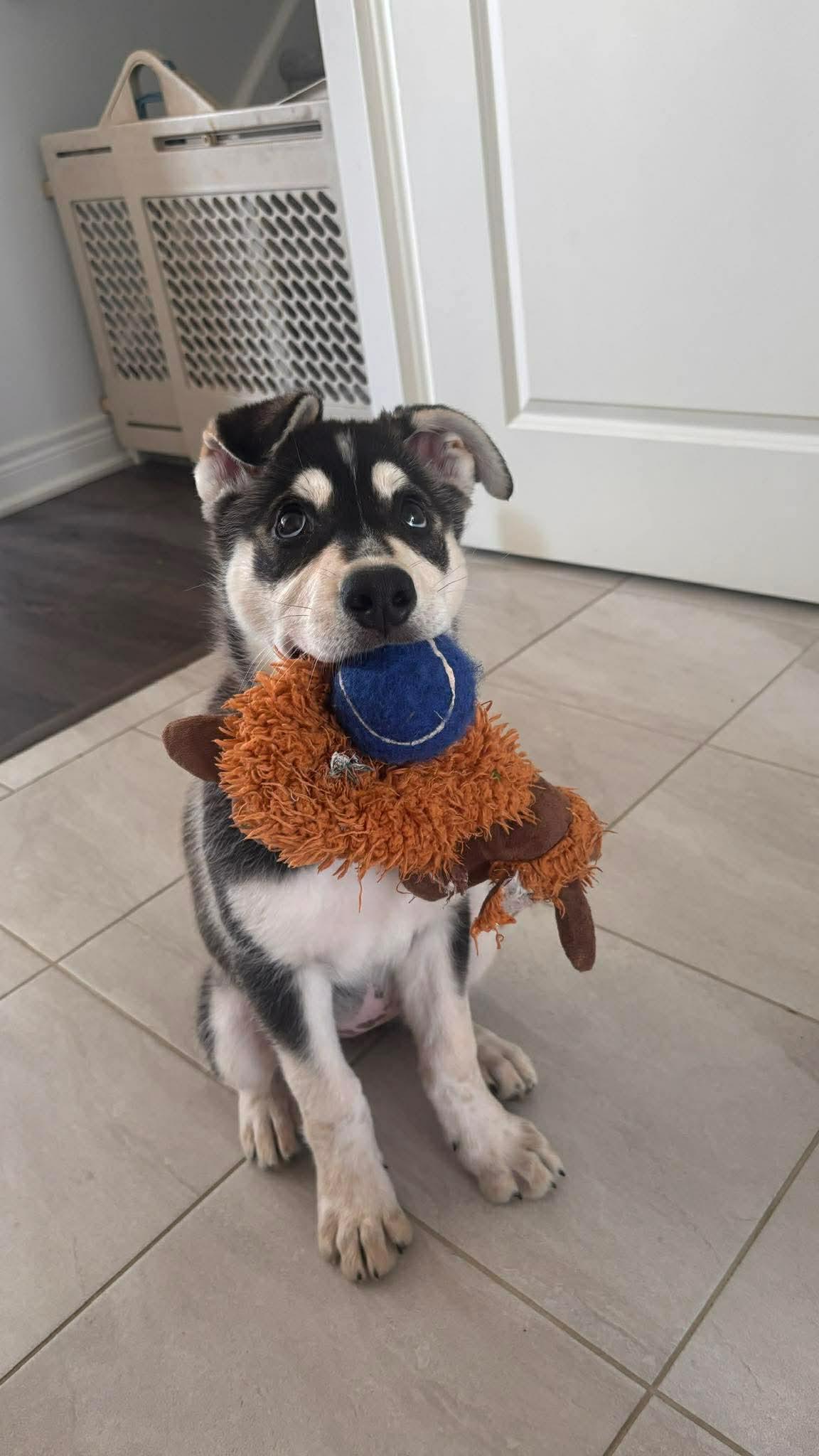 Harley, a ADOPTABLE mixed breed in Port Colborne , ON image 6/6