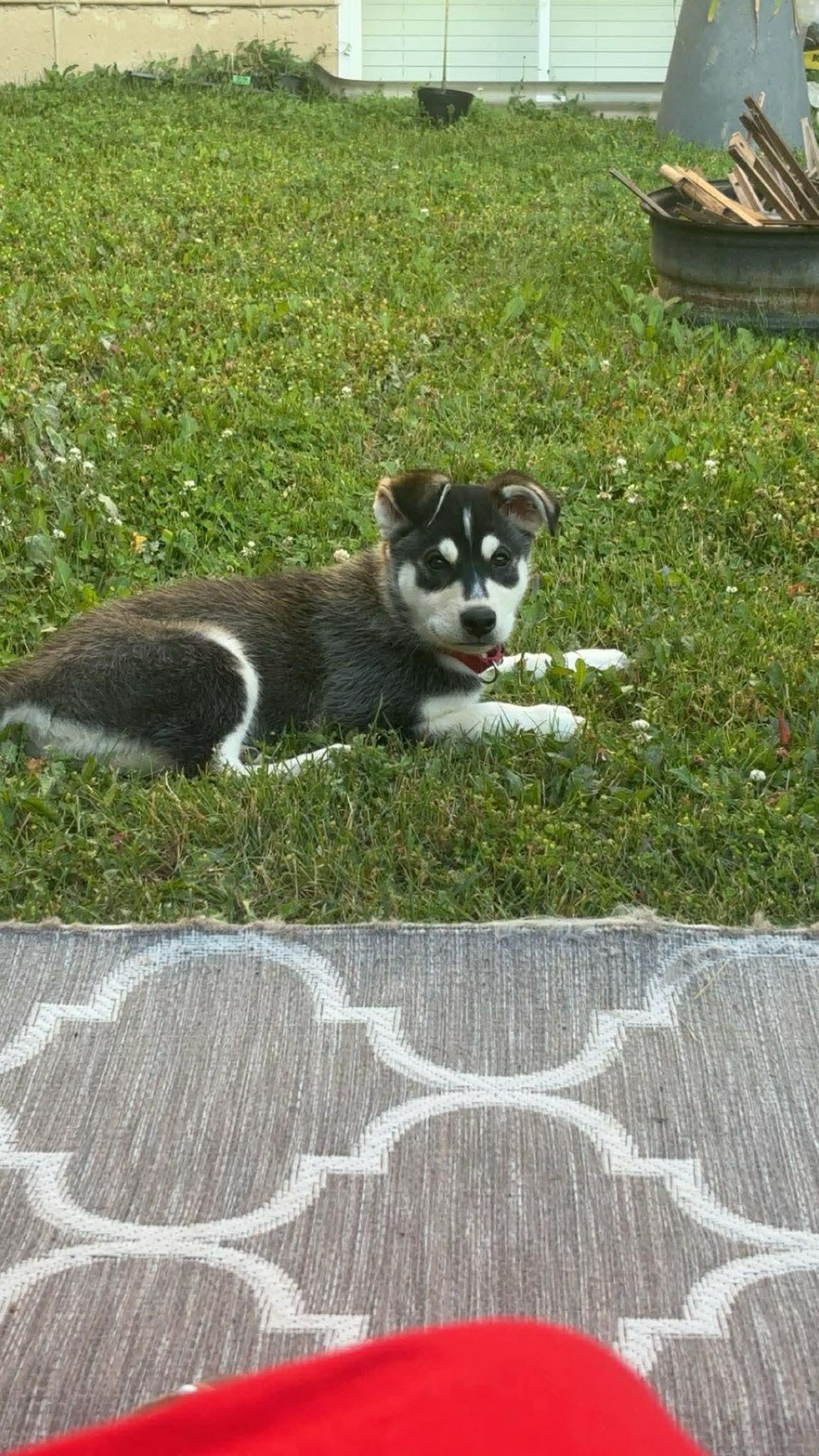Harley, a ADOPTABLE mixed breed in Port Colborne , ON image 4/6