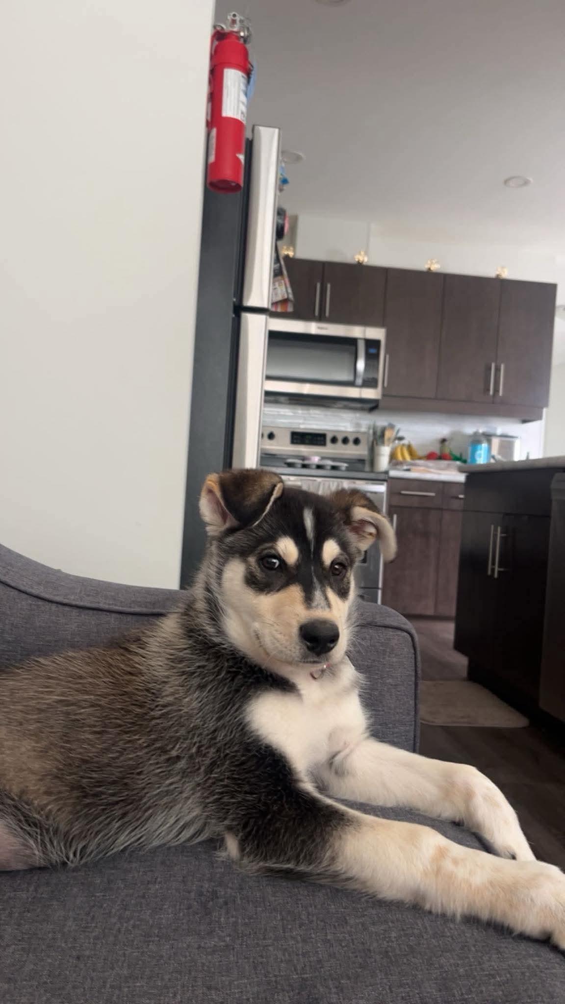 Harley, ADOPTABLE, Puppy Female Husky.