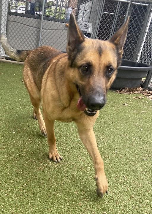 Enlarge Zoralda, an adopted German Shepherd Dog in Germantown, TN image 1/1