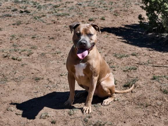 EVEREST, Adoptable, Adult Male Mixed Breed.