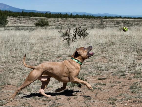Enlarge EVEREST, a Adoptable Mixed Breed in Santa Fe, NM image 1/1