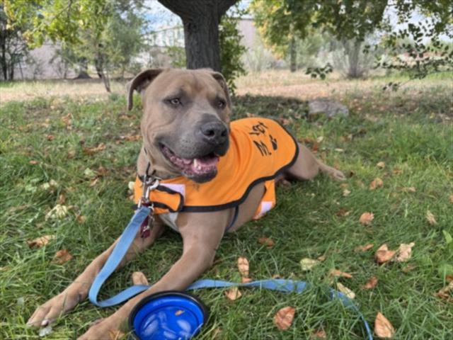 EVEREST, Adoptable, Adult Male Mixed Breed.