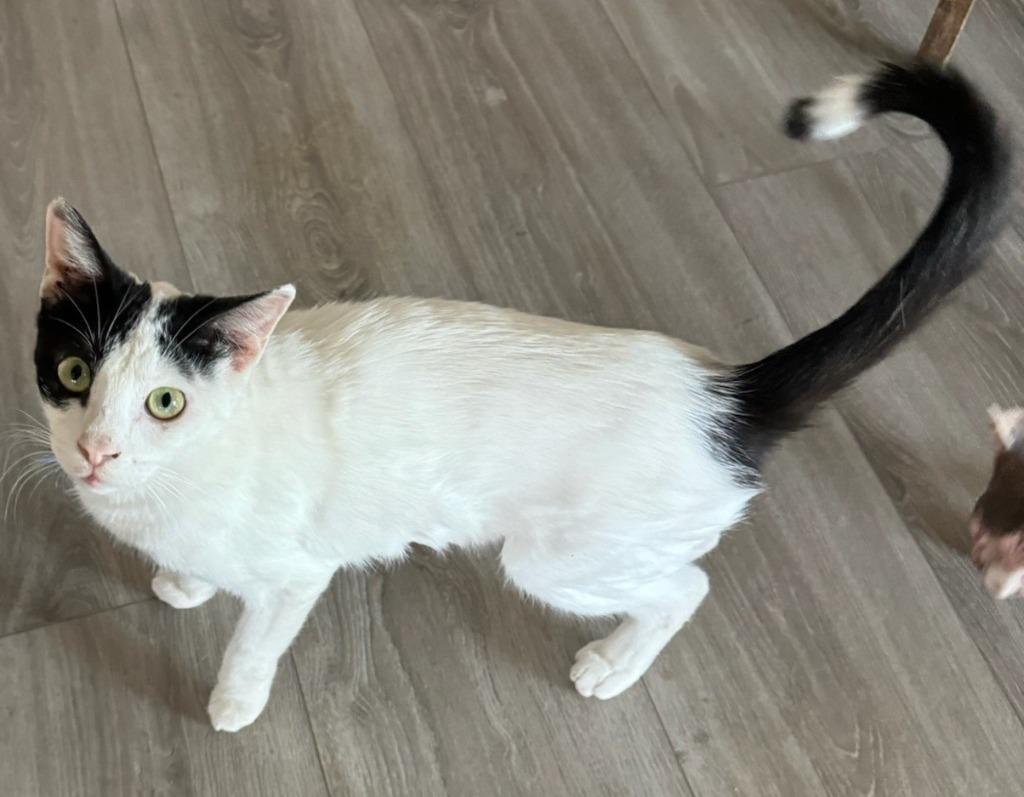 Hamanni, Adoptable, Adult Male Domestic Short Hair.