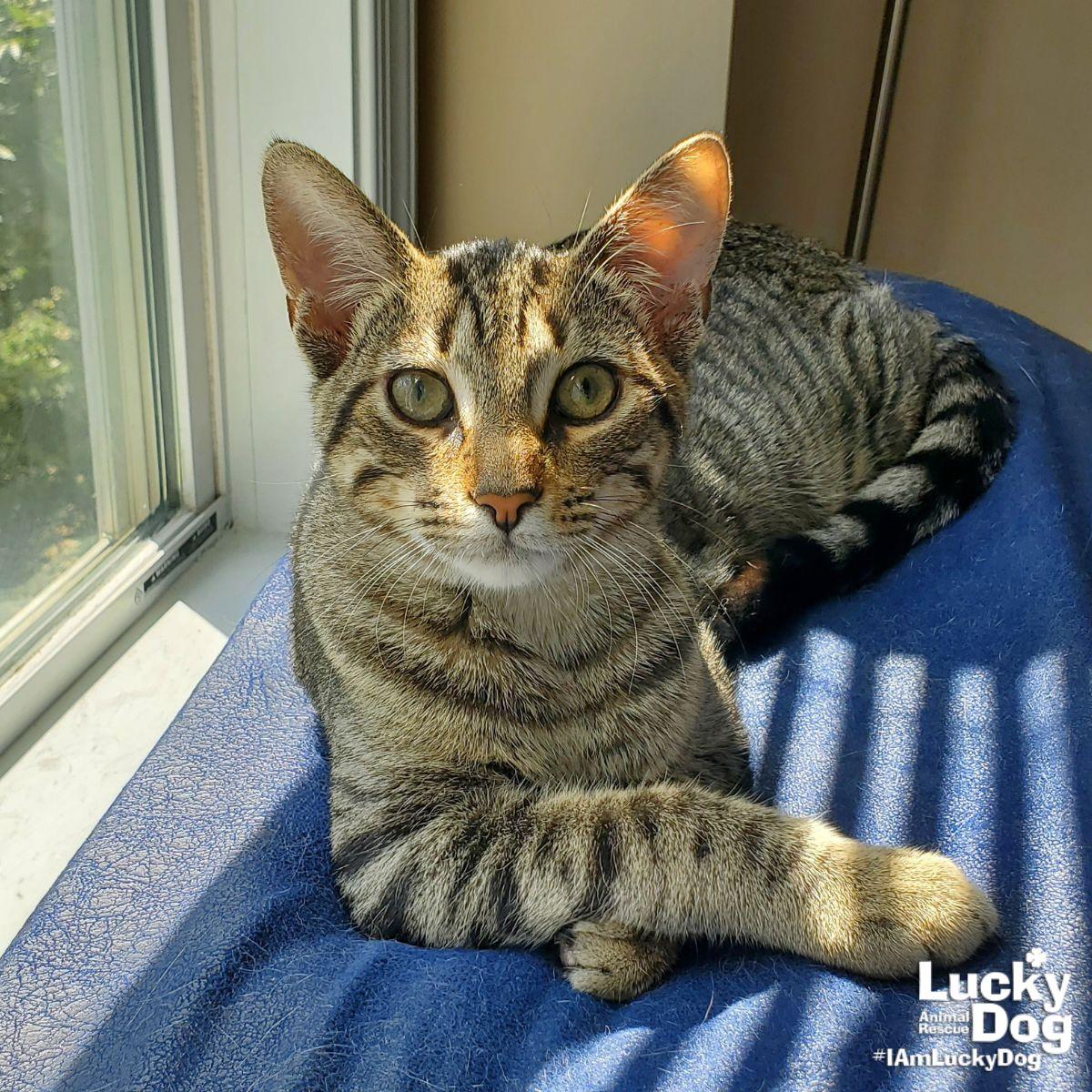 Ruckus, Adoptable, Young Male Domestic Short Hair.