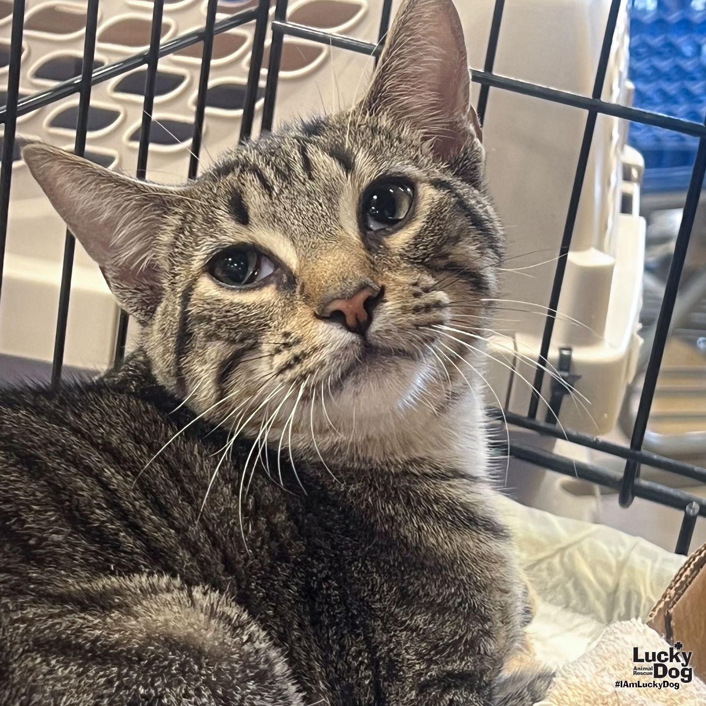 Ruckus, Adoptable, Young Male Domestic Short Hair.