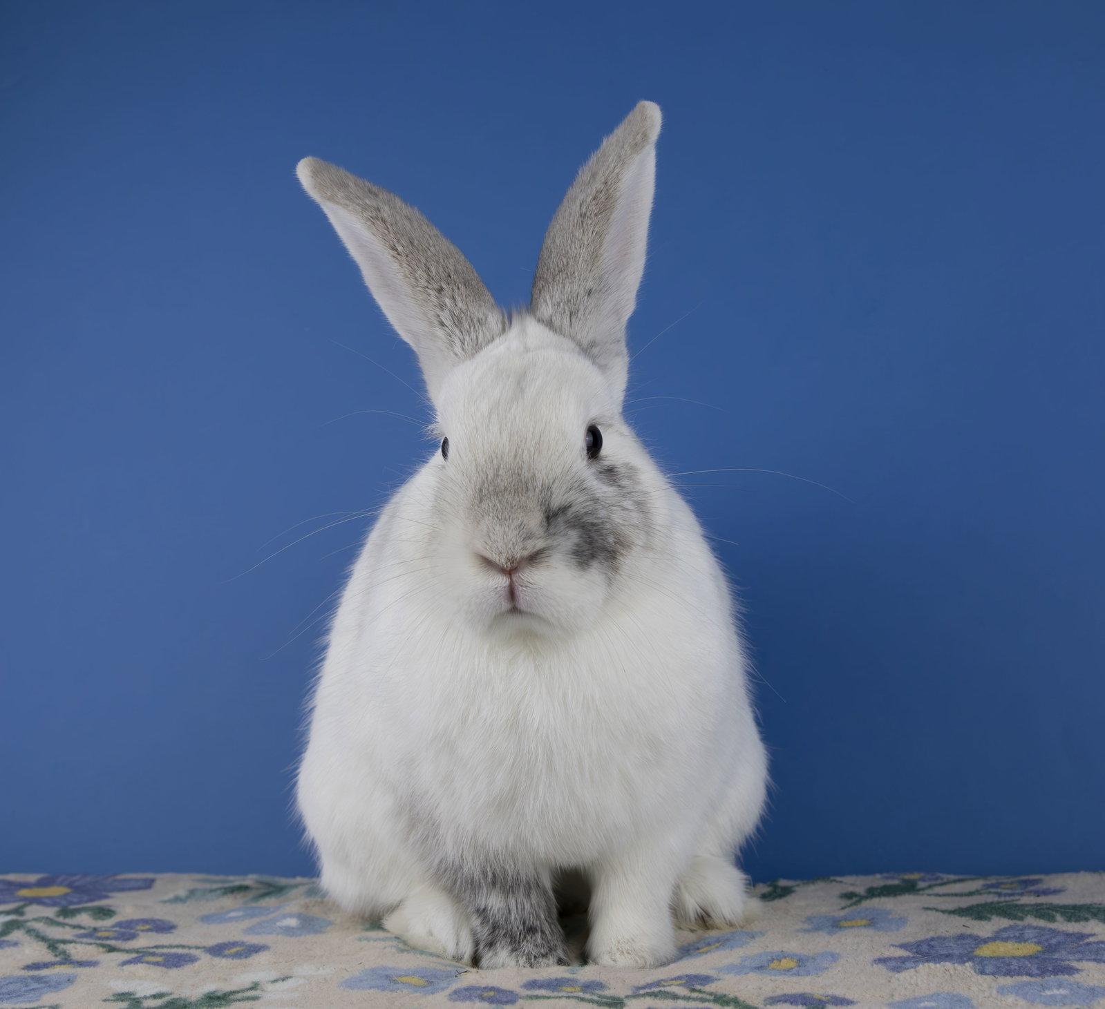 Milton, Adoptable, Young Male Harlequin & Florida White.