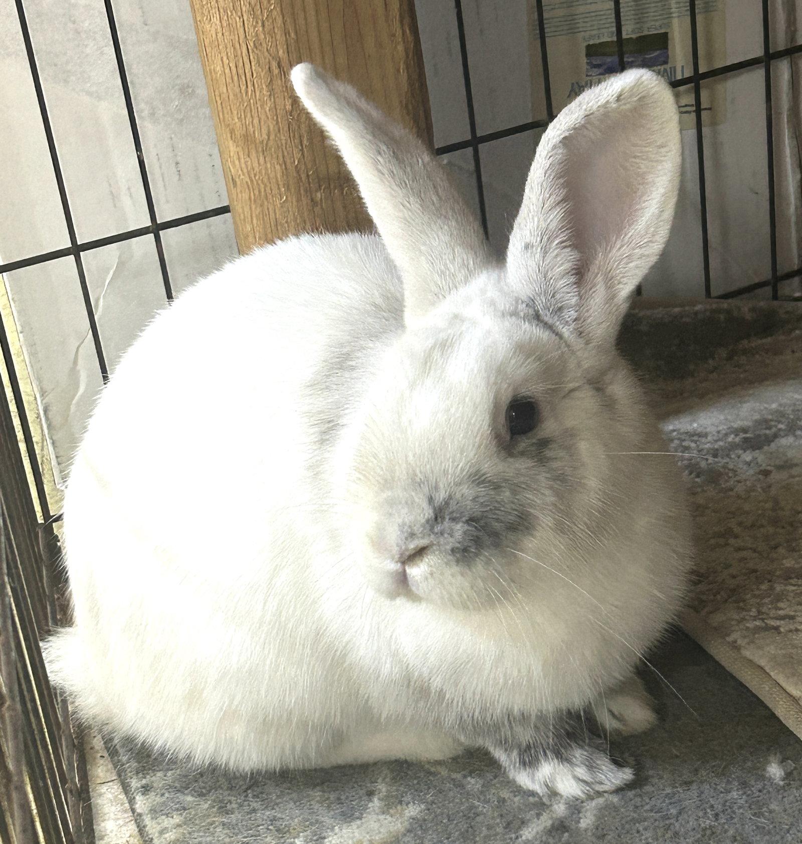 Enlarge Milton, a Adoptable mixed breed in Great Neck, NY image 1/1