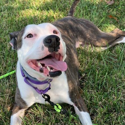 Cleo - **SPONSORED ADOPTION**