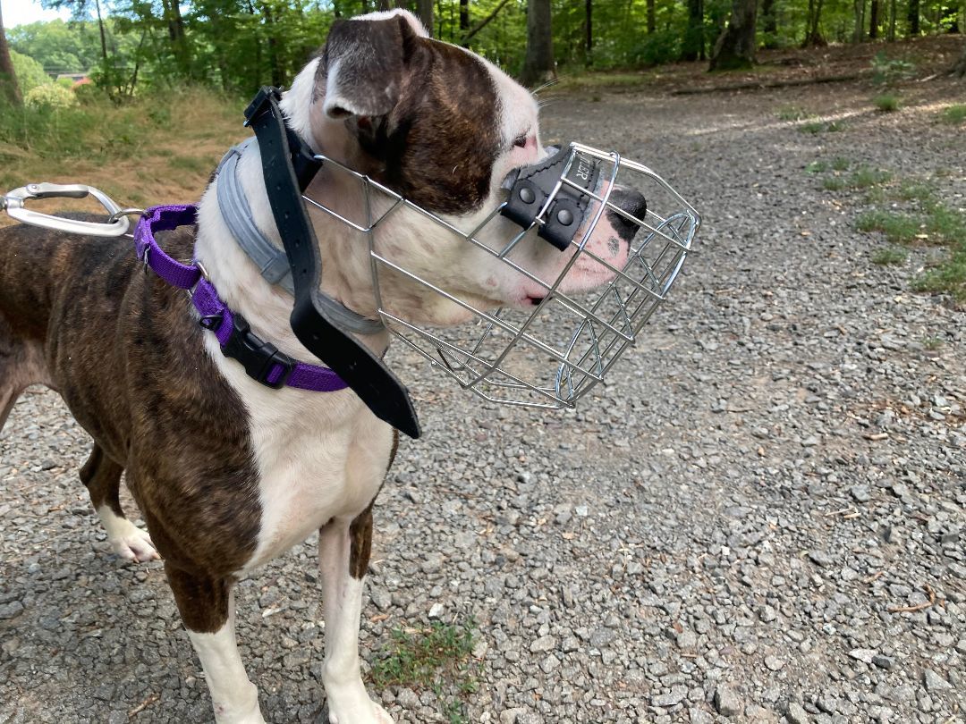 Cleo - **SPONSORED ADOPTION**