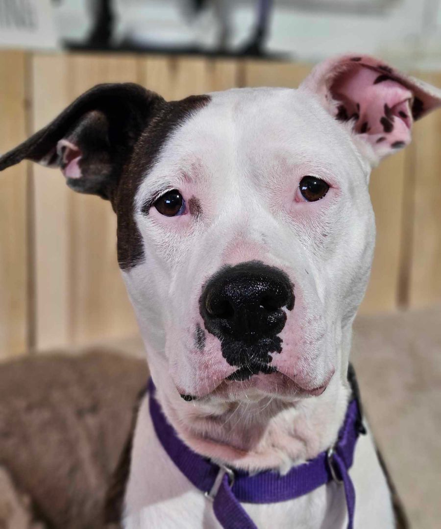 Cleo - **SPONSORED ADOPTION**