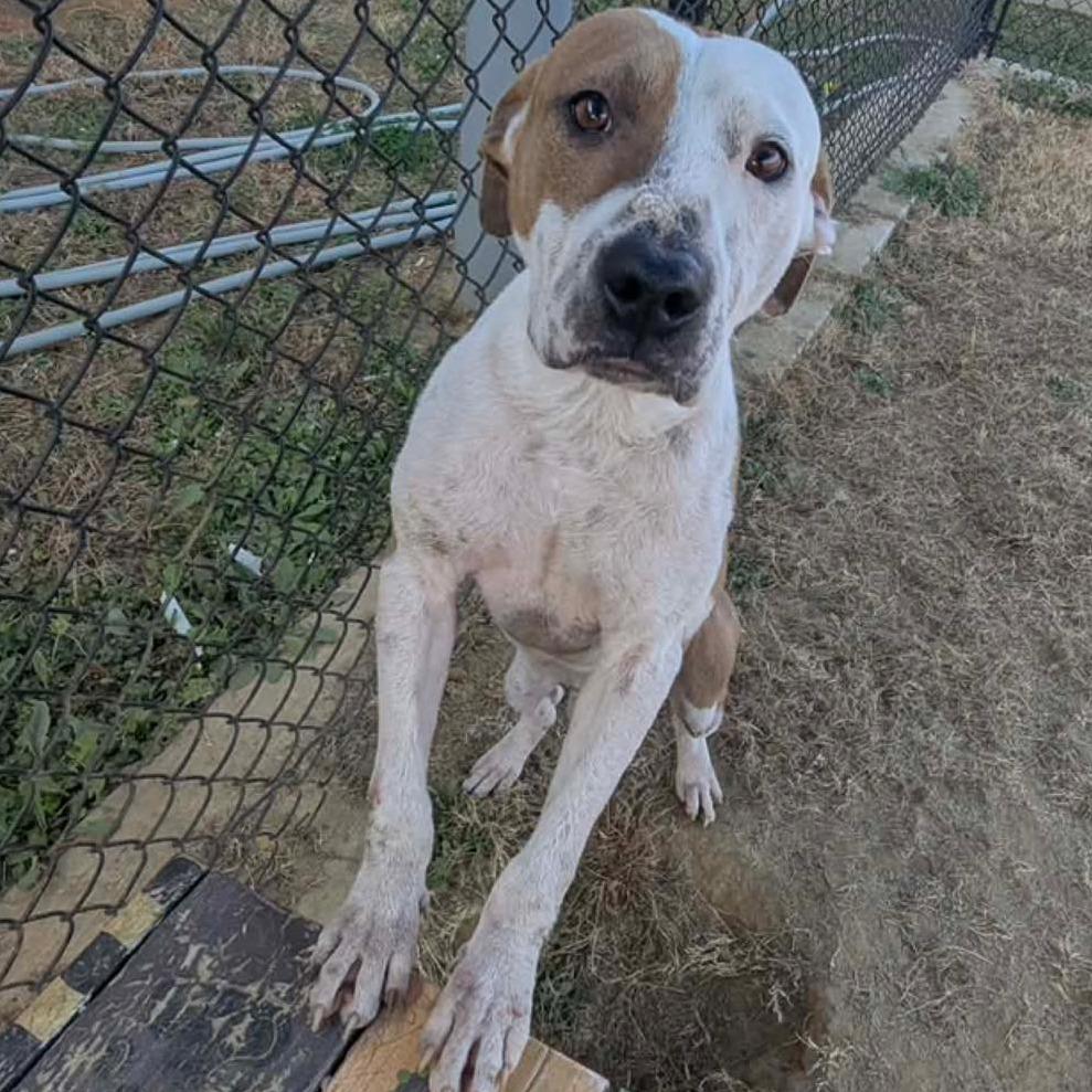 HAN Available NOW - ADOPTION or RESCUE!, Adoptable, Young Male Mixed Breed.