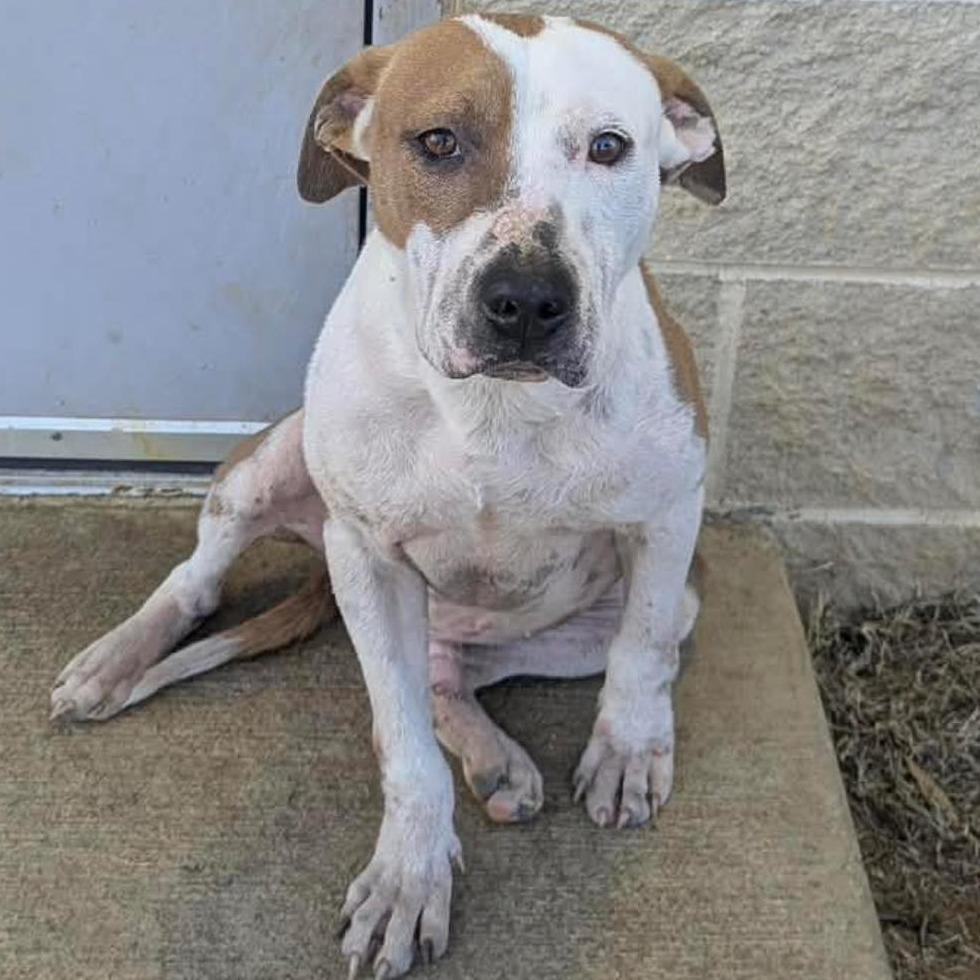 HAN Available NOW - ADOPTION or RESCUE!, a Adoptable Mixed Breed in Nashville, NC image 2/2