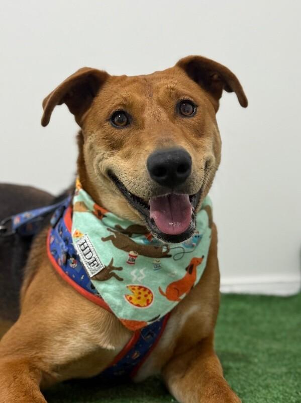 Enlarge Agus, an adopted mixed breed in Phoenix, AZ image 1/1