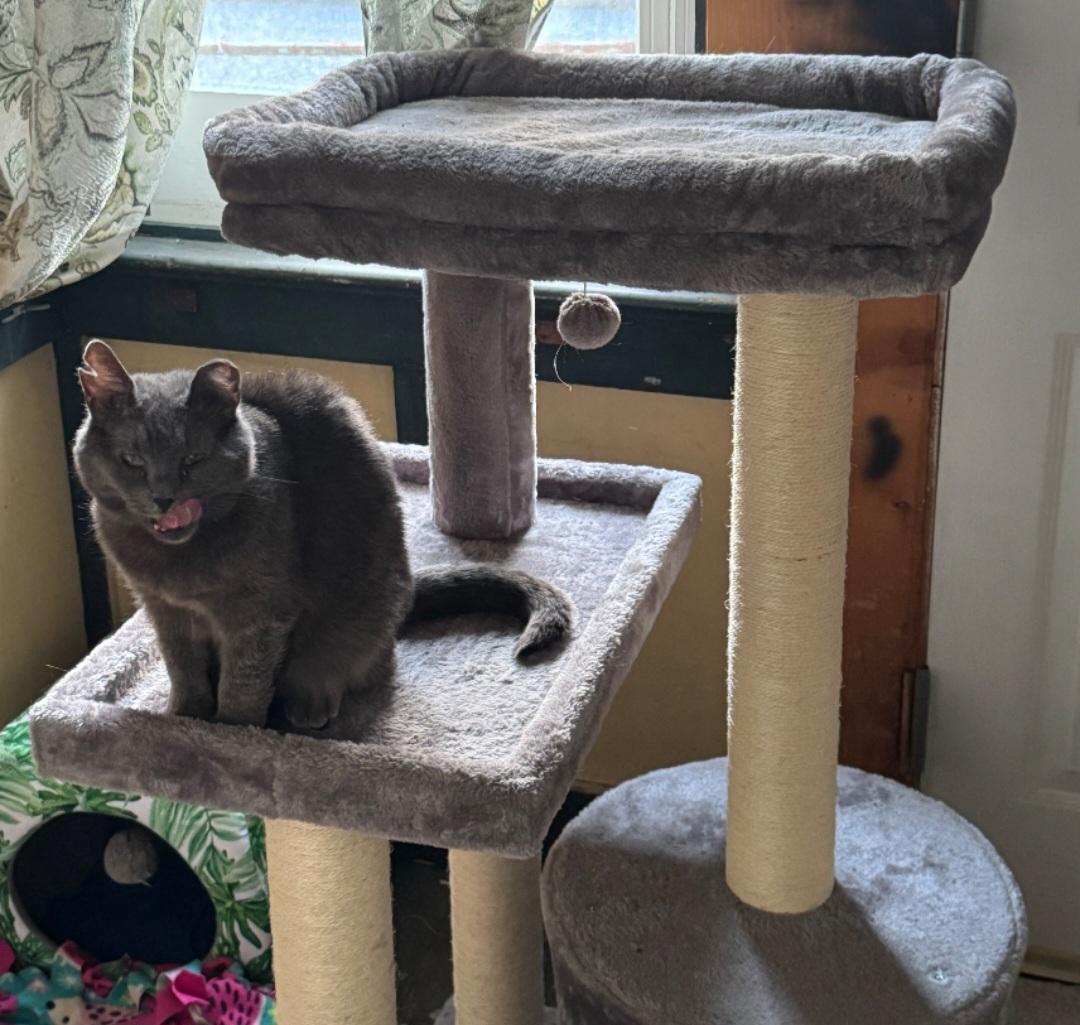 Mama Kitty (Courtesy Post)