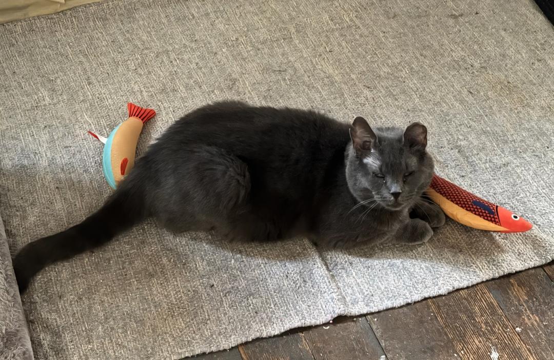 Mama Kitty (Courtesy Post)