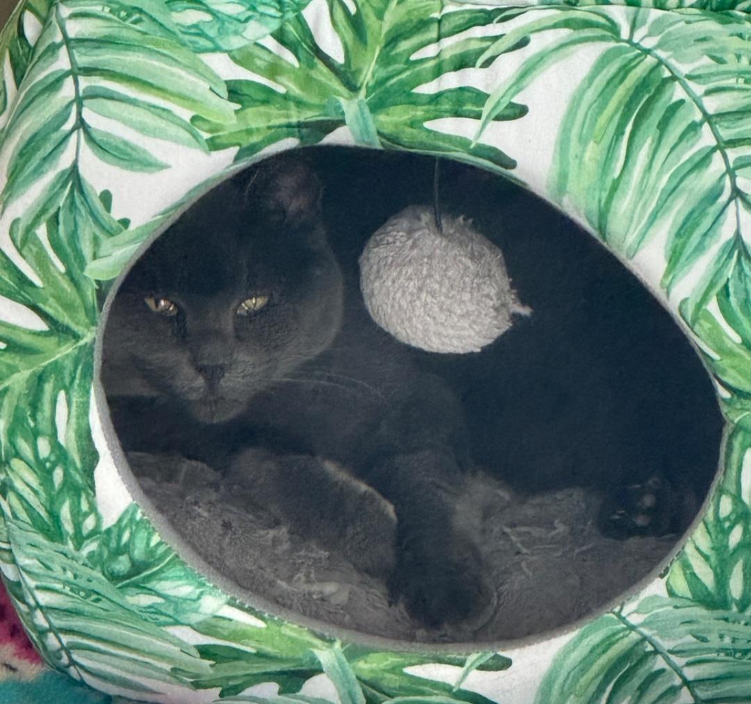 Mama Kitty (Courtesy Post)