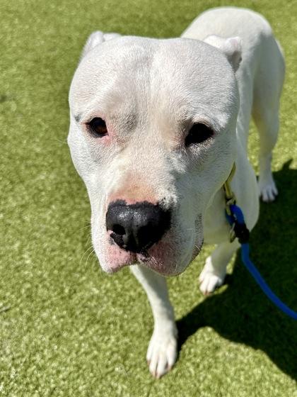 Cheddar, Adoptable, Adult Male Mixed Breed & Mixed Breed.