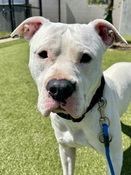 Enlarge Cheddar, a Adoptable mixed breed in Wichita, KS image 2/3