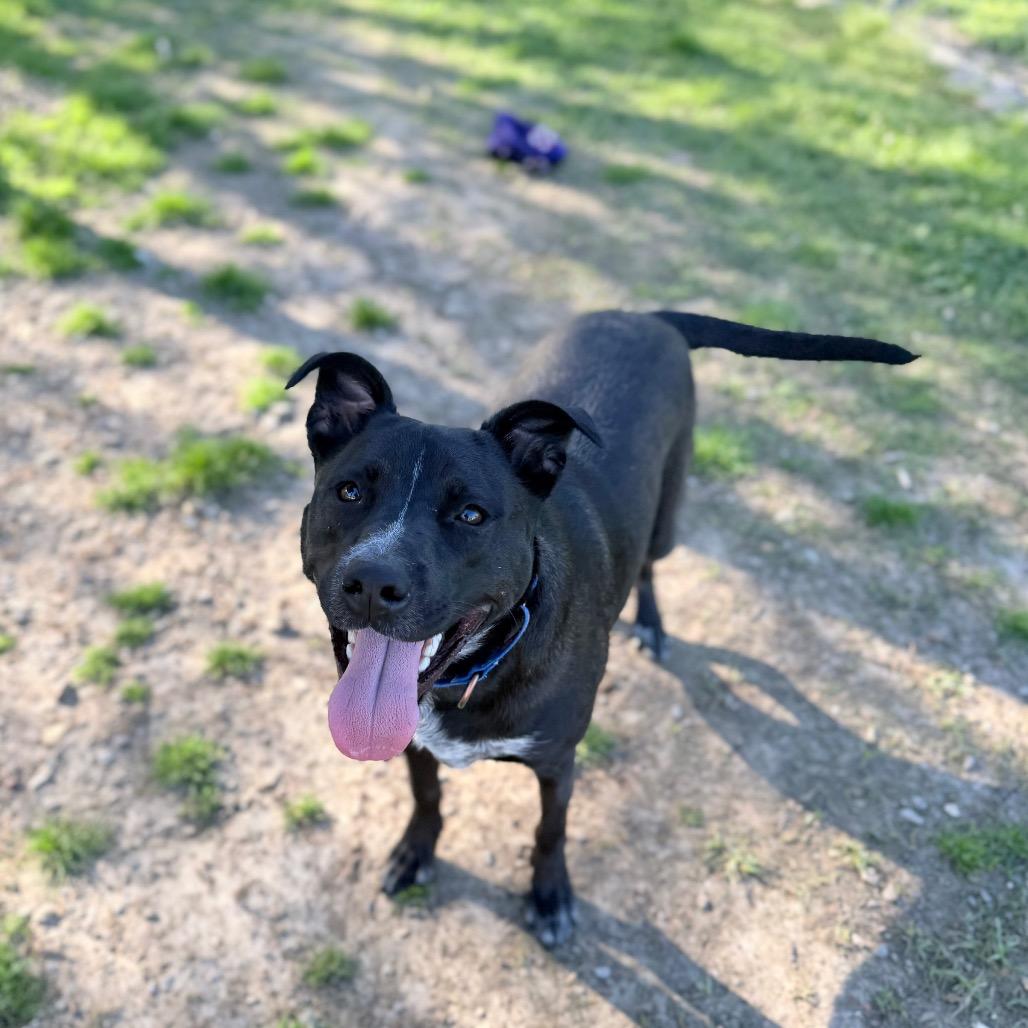 Enlarge Anna Bella, a Adoptable mixed breed in Carencro, LA image 1/6