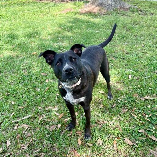 Enlarge Anna Bella, a Adoptable mixed breed in Carencro, LA image 2/6