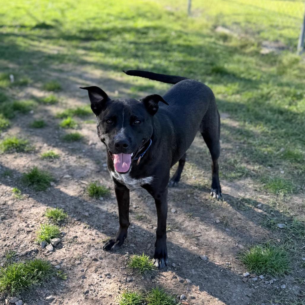 Enlarge Anna Bella, a Adoptable mixed breed in Carencro, LA image 3/6