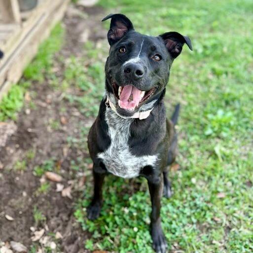 Enlarge Anna Bella, a Adoptable mixed breed in Carencro, LA image 4/6