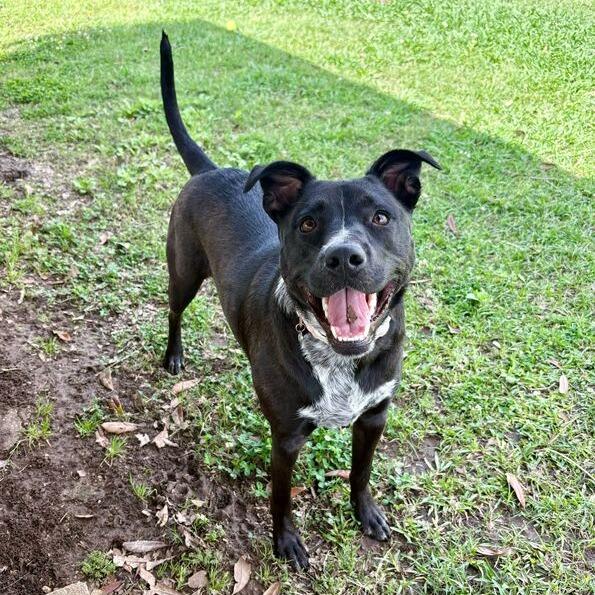 Enlarge Anna Bella, a Adoptable mixed breed in Carencro, LA image 5/6