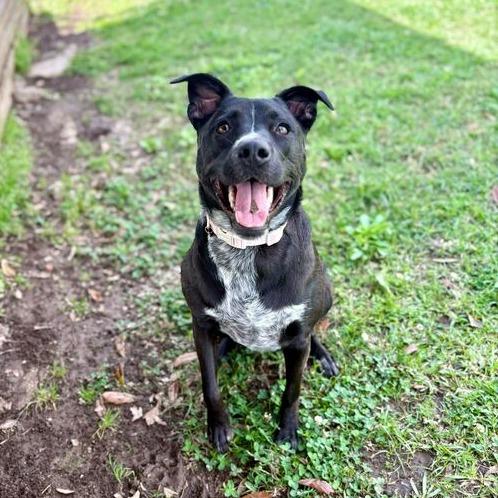 Enlarge Anna Bella, a Adoptable mixed breed in Carencro, LA image 6/6