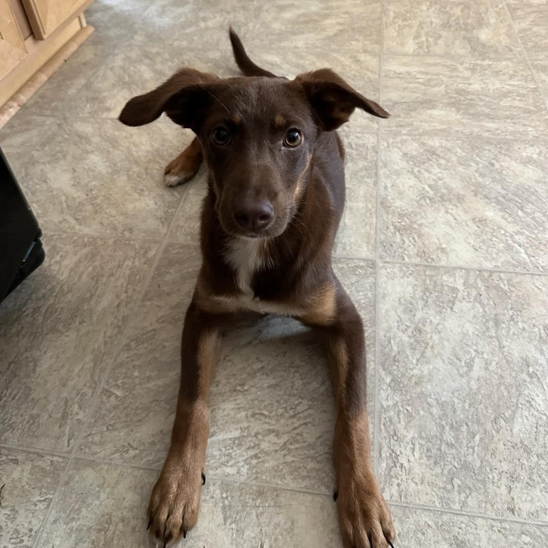 Minnie, a Adopted mixed breed in Mount Pleasant, SC image 5/6