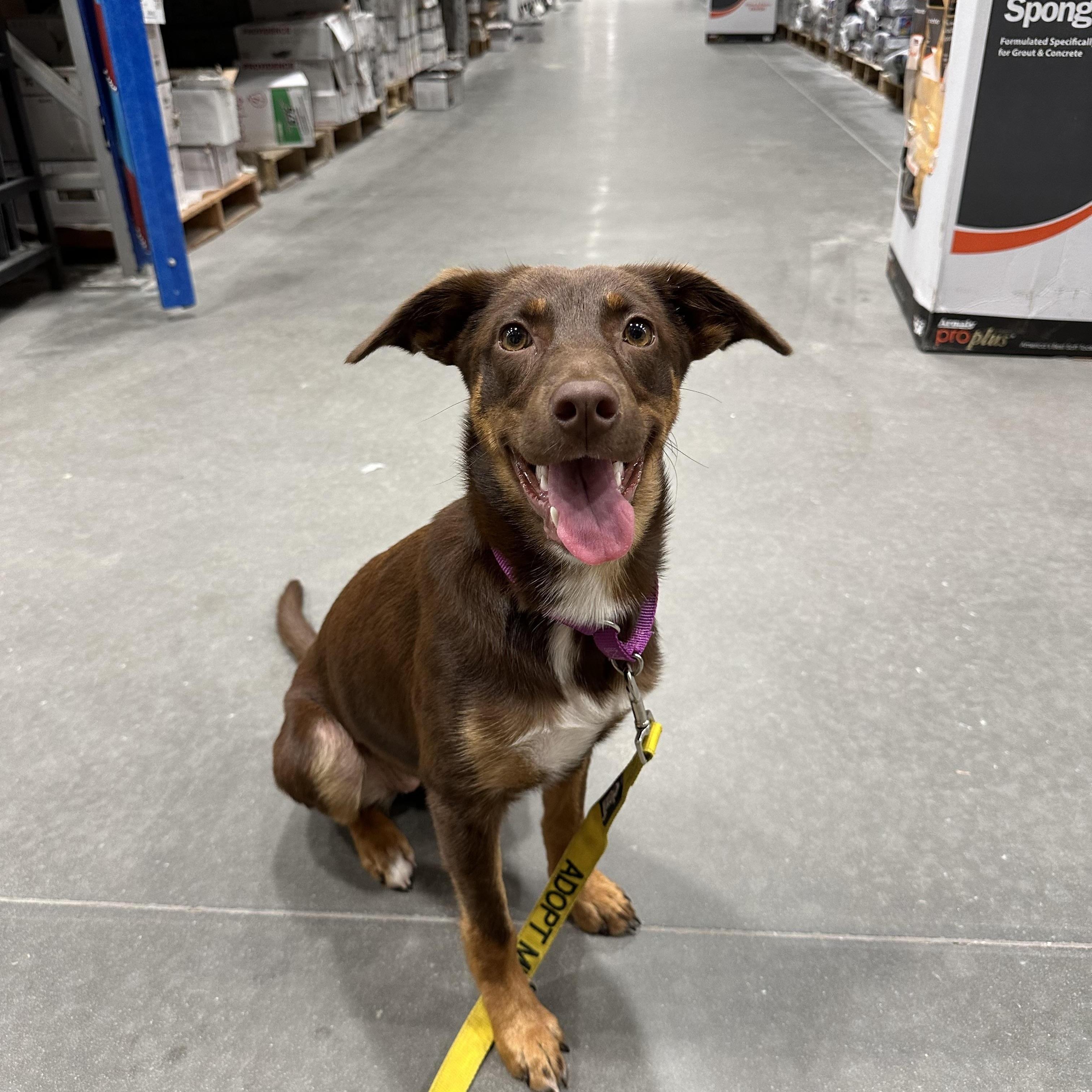 Minnie, a Adopted mixed breed in Mount Pleasant, SC image 6/6