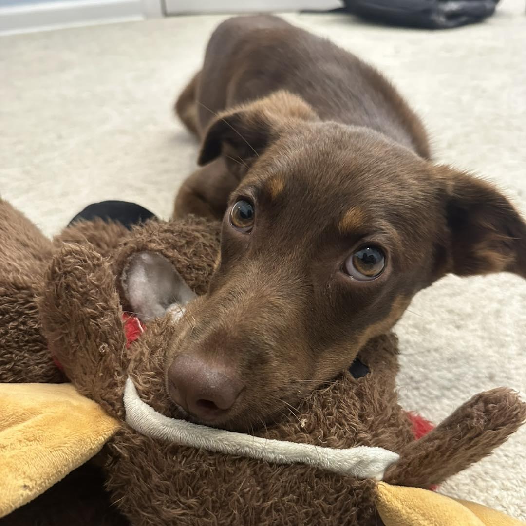 Minnie, a Adopted mixed breed in Mount Pleasant, SC image 2/6