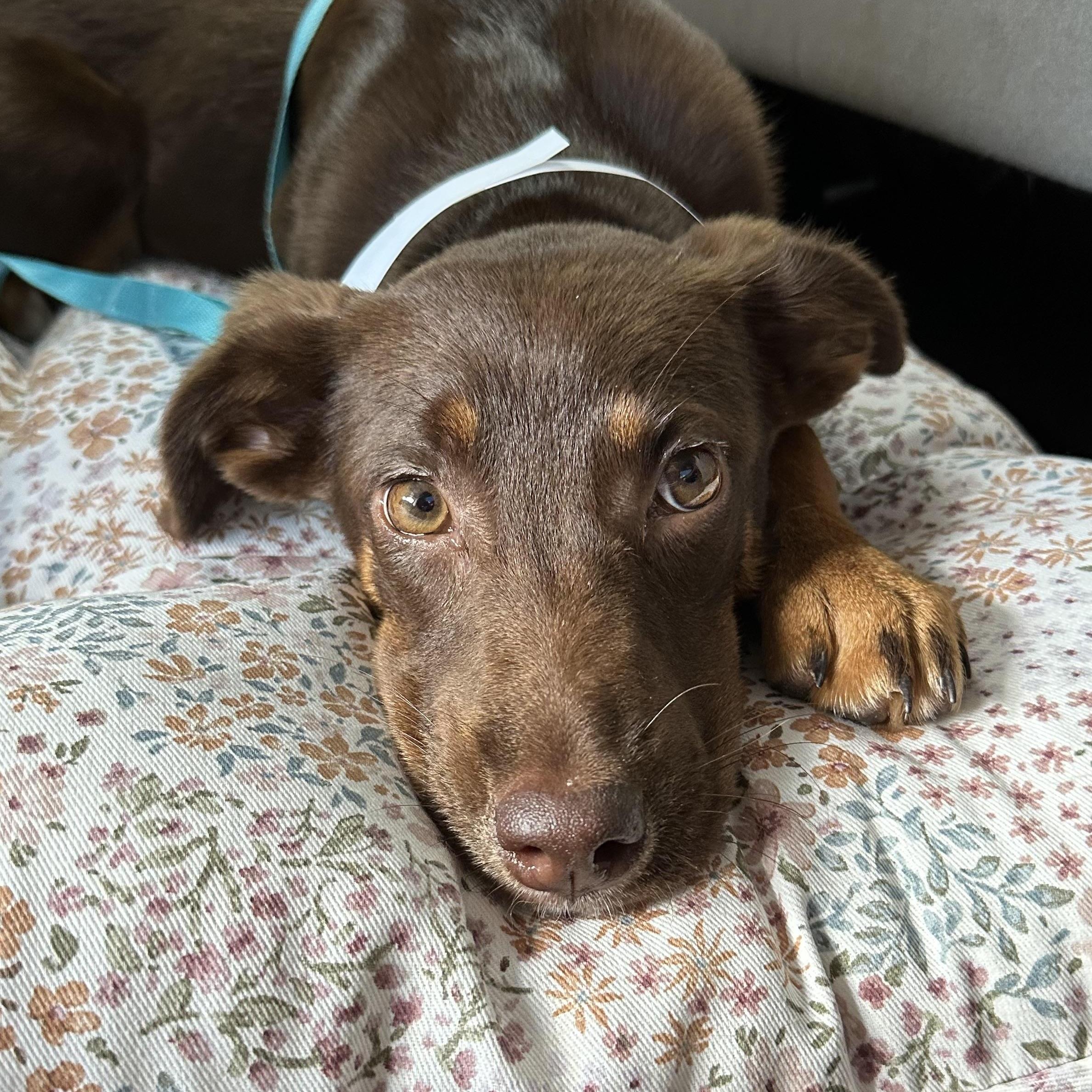 Minnie, a Adopted mixed breed in Mount Pleasant, SC image 3/6