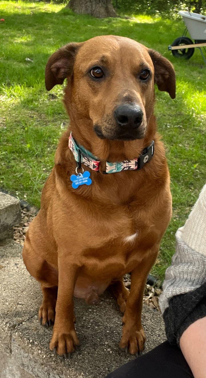 Red Foreman, Adoptable, Adult Male Rhodesian Ridgeback.