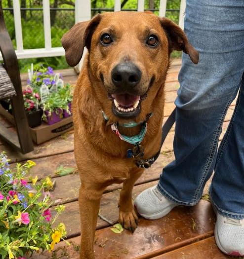 Red Foreman, a Adoptable Rhodesian Ridgeback in Brooklyn Center, MN image 2/3