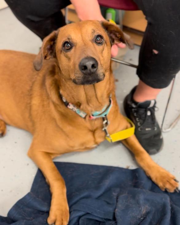 Red Foreman, a Adoptable Rhodesian Ridgeback in Brooklyn Center, MN image 3/3
