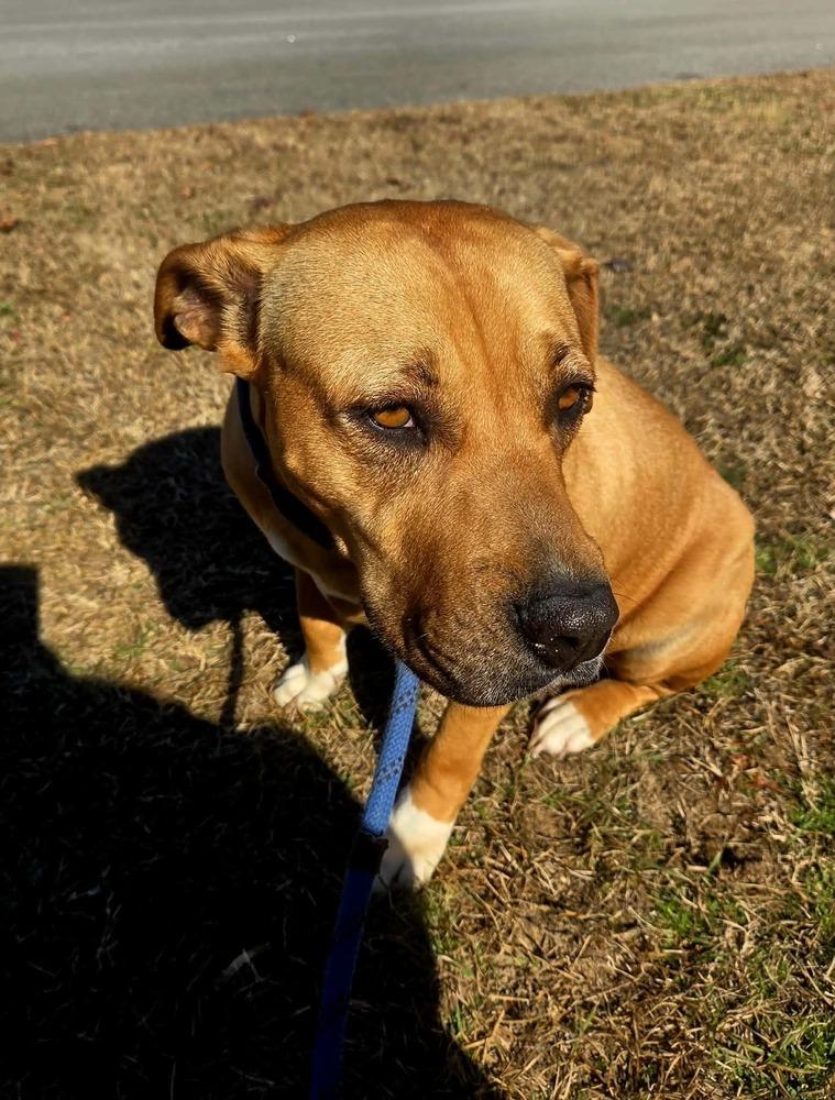 Buttercup, Adoptable, Adult Female Labrador Retriever & Labrador Retriever.