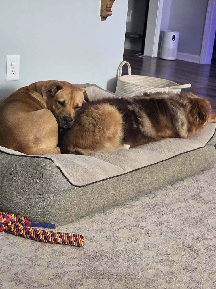 Enlarge Buttercup, a Adoptable mixed breed in Sumter, SC image 3/6