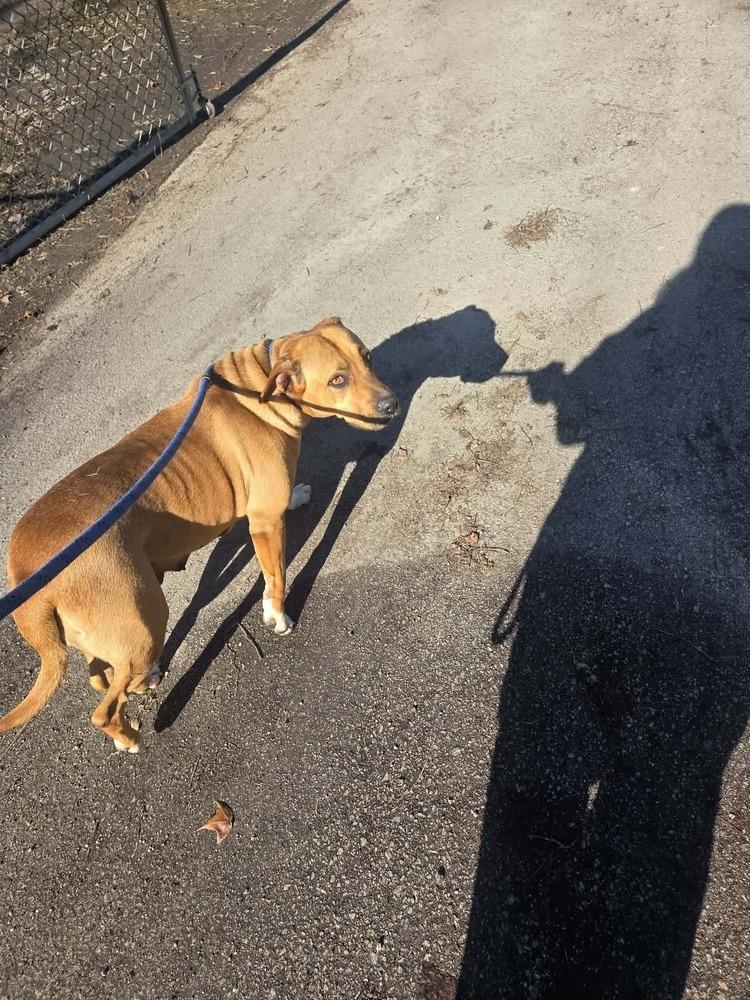 Enlarge Buttercup, a Adoptable mixed breed in Sumter, SC image 4/6