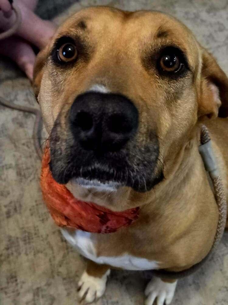 Enlarge Buttercup, a Adoptable mixed breed in Sumter, SC image 5/6