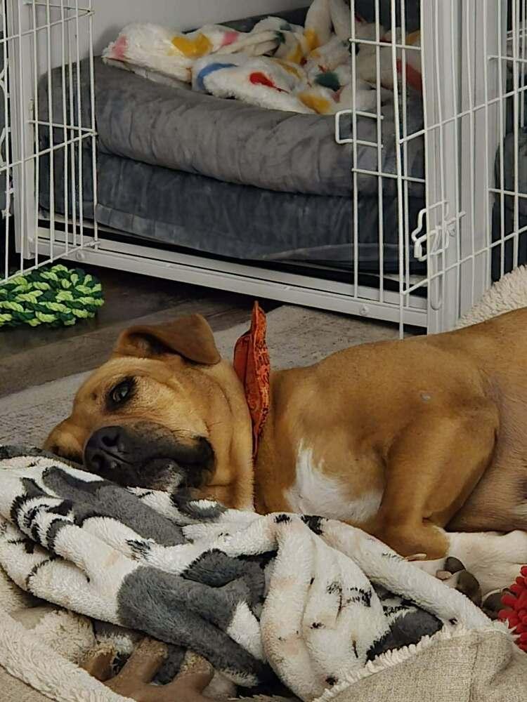 Enlarge Buttercup, a Adoptable mixed breed in Sumter, SC image 6/6