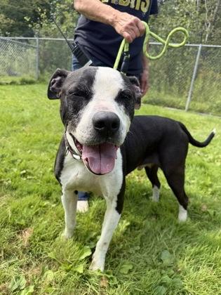Zeus, Adoptable, Adult Male Pit Bull Terrier & English Bulldog.