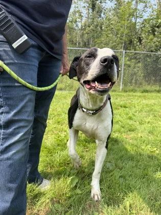 Zeus, a Adoptable mixed breed in Harbor Springs, MI image 2/2