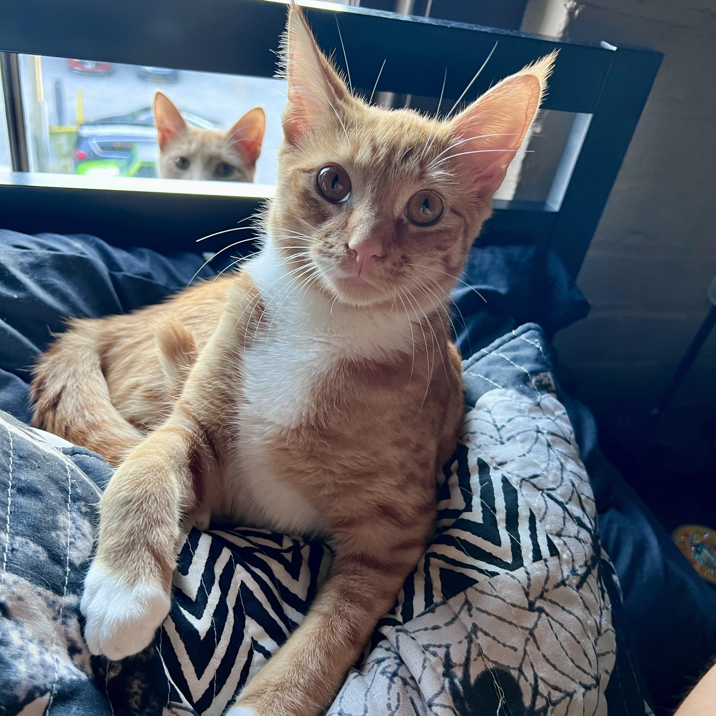 Jaffa, Adoptable, Young Male Domestic Short Hair.