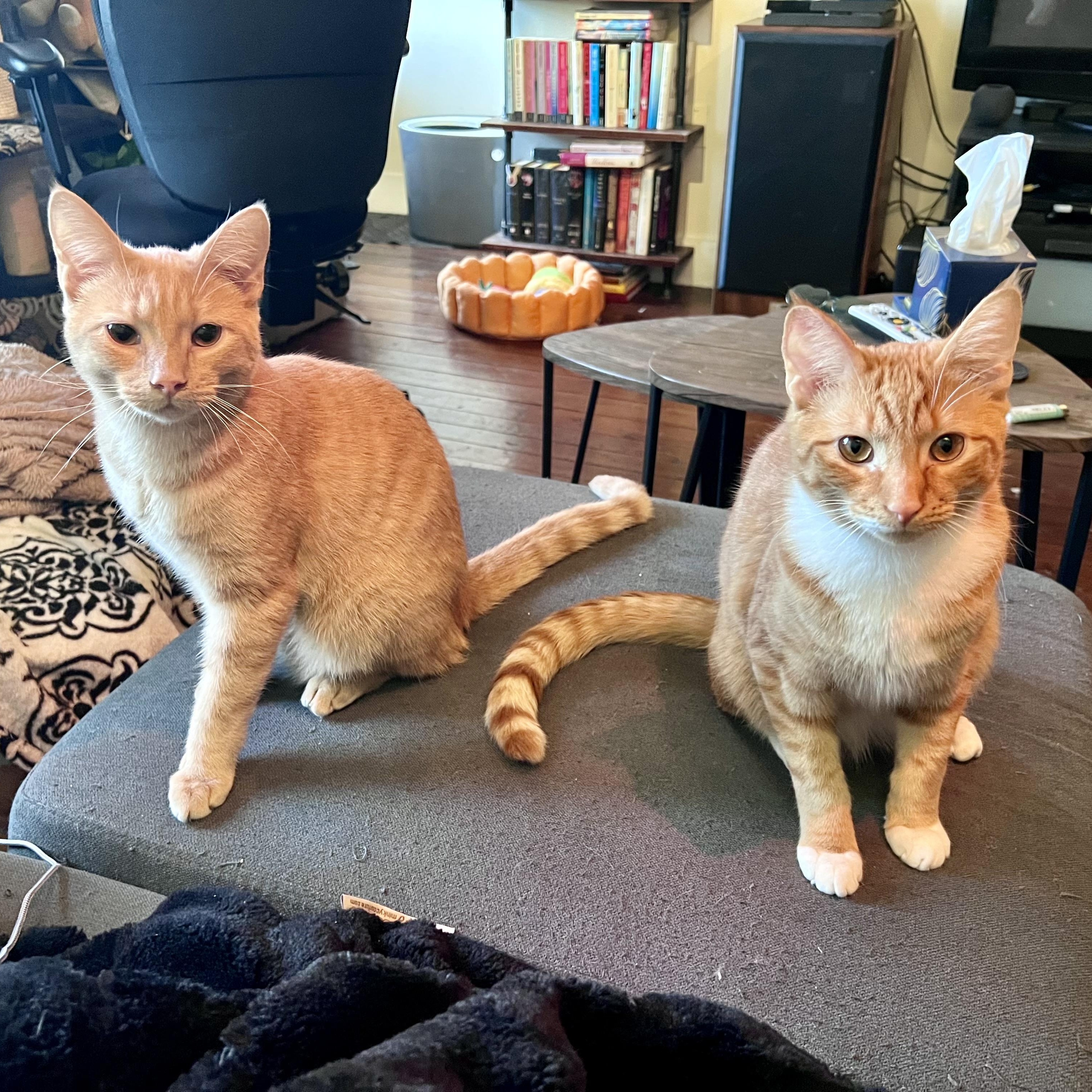 Enlarge Jaffa, a Adoptable Domestic Short Hair in Richmond, VA image 3/6