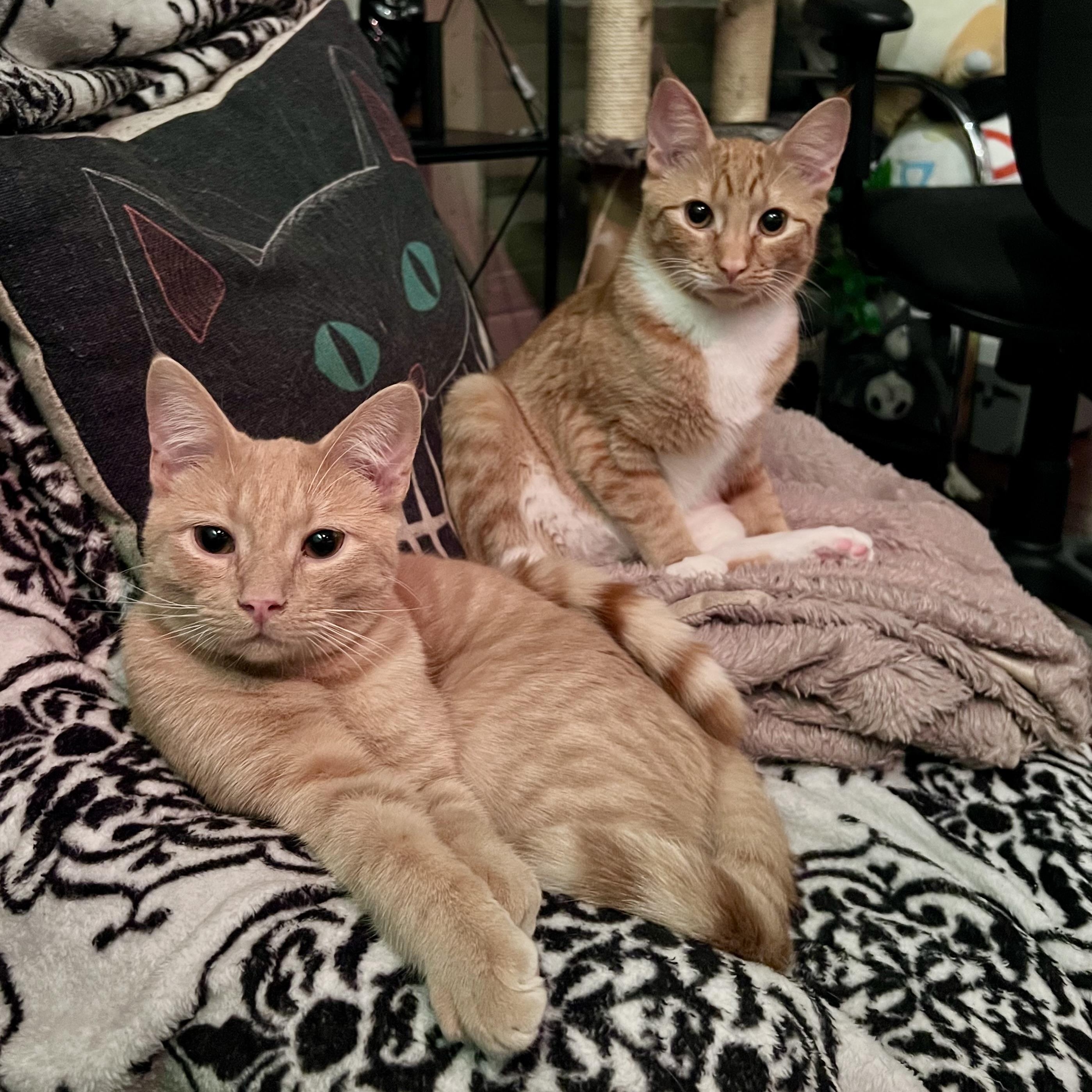 Enlarge Jaffa, a Adoptable Domestic Short Hair in Richmond, VA image 6/6