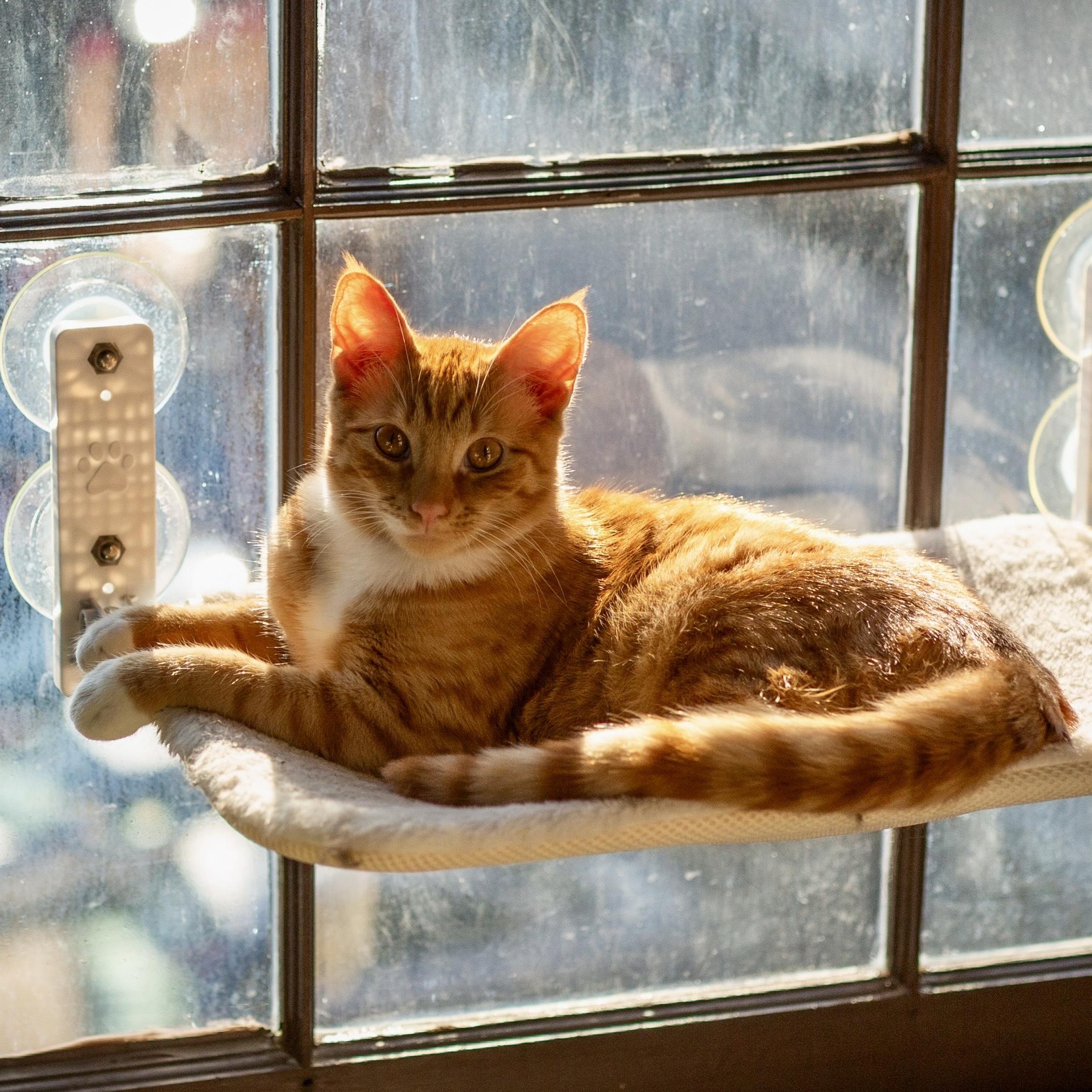 Enlarge Jaffa, a Adoptable Domestic Short Hair in Richmond, VA image 2/6