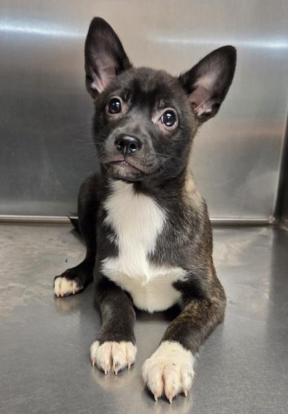 Enlarge Sushi, a Adoptable mixed breed in Malvern, PA image 1/2